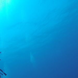 Meet your Posher, Will